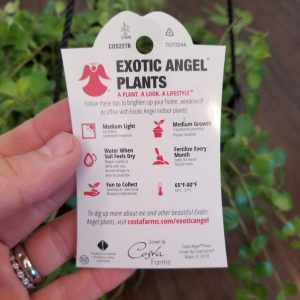 Use a care tag to determine if a houseplant is right for you. check light requirements, water, fertilizing, humidity
