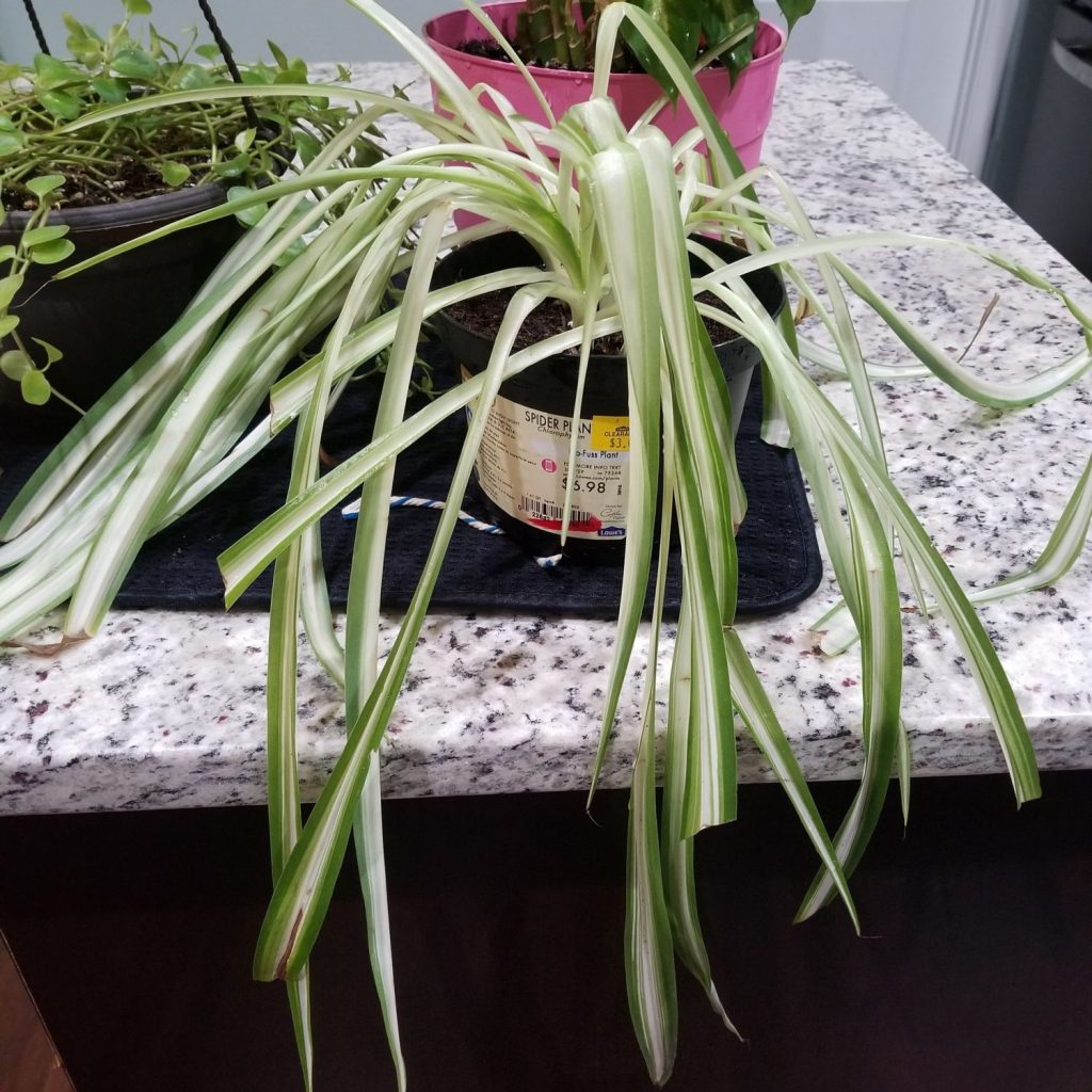 spider plant that needs watering