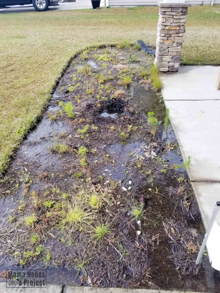 muddy flower bed on front of home with weeds and poor drainage