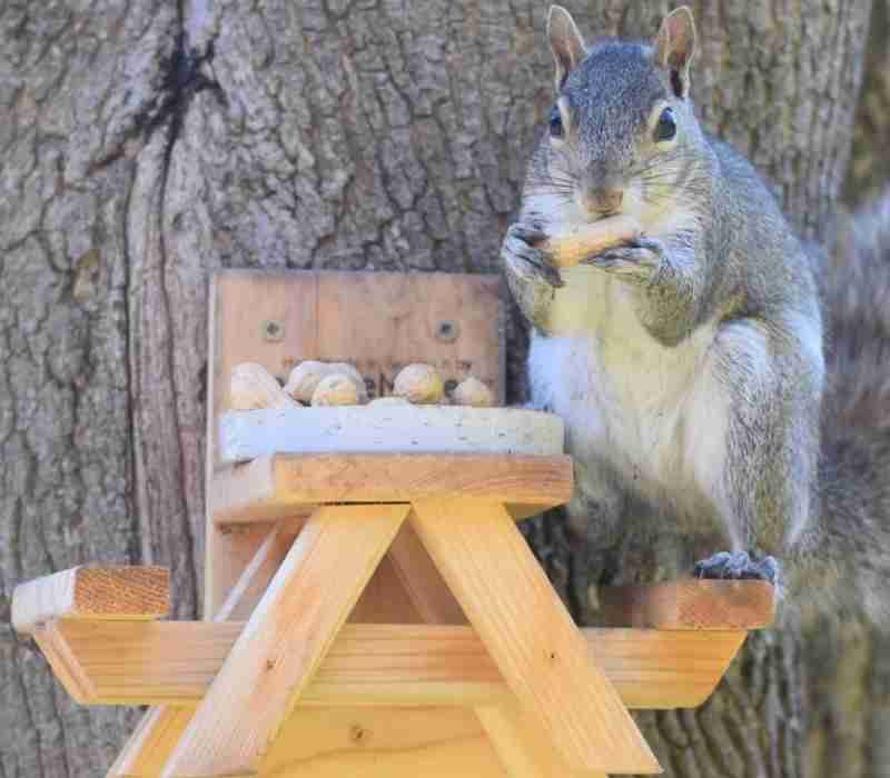 Wooden Picnic Table for Squirrels