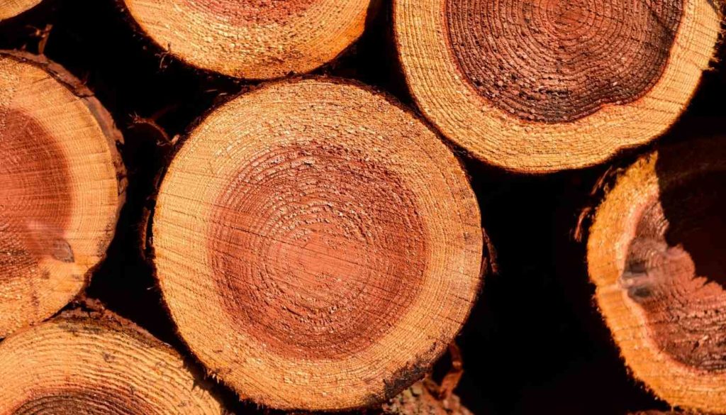 What is Cedar Wood